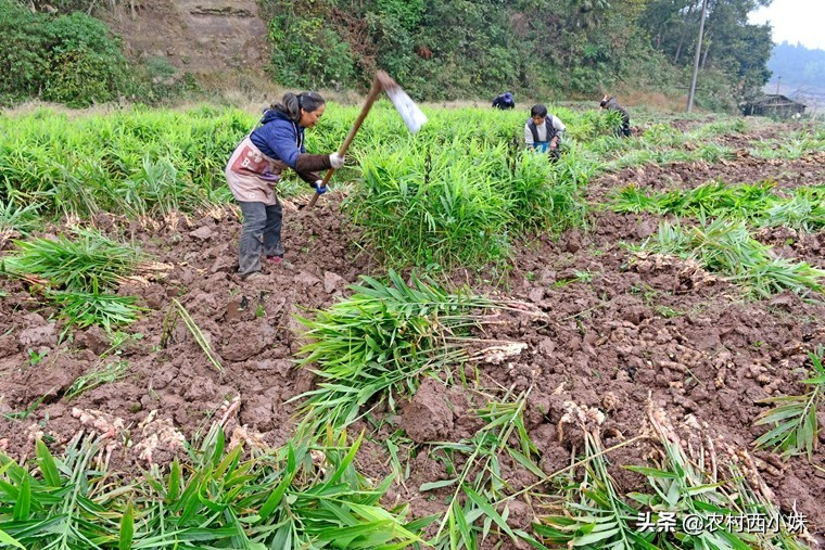 如何种植可以提高生姜的产量,生姜怎么种植有更高的产量