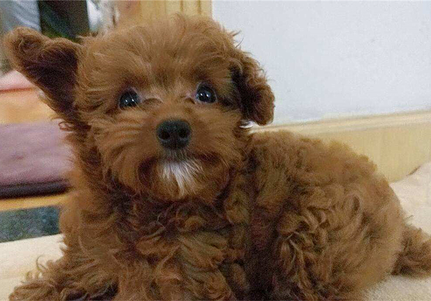 宠物安乐死让医生崩溃,宠物安乐死后主人责怪自己