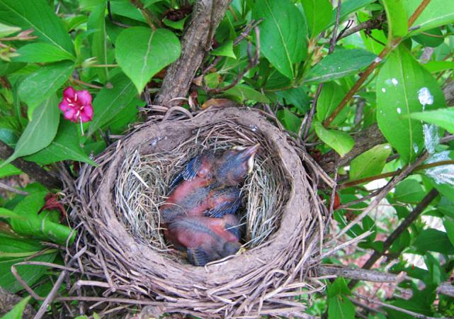体育馆鸟巢露天朝上下雨怎么办,鸟巢开口朝上下雨天怎么办