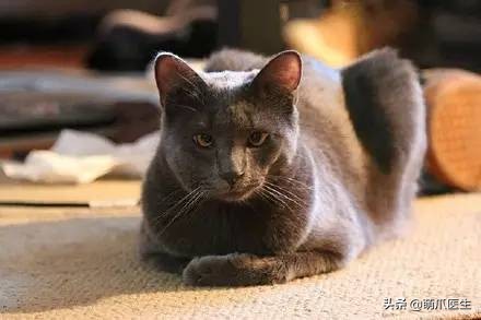 猫咪被蜜蜂蜇了怎么办,猫被蜜蜂蜇了的照片