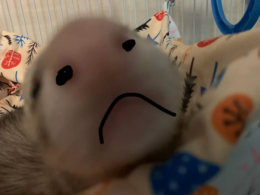 一只鸭子一万五元,一只鸭子一万多