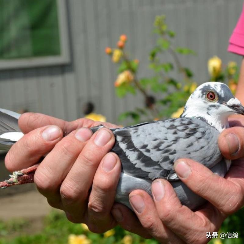 鸽子发生水便的原因都在这里,预防大于治疗