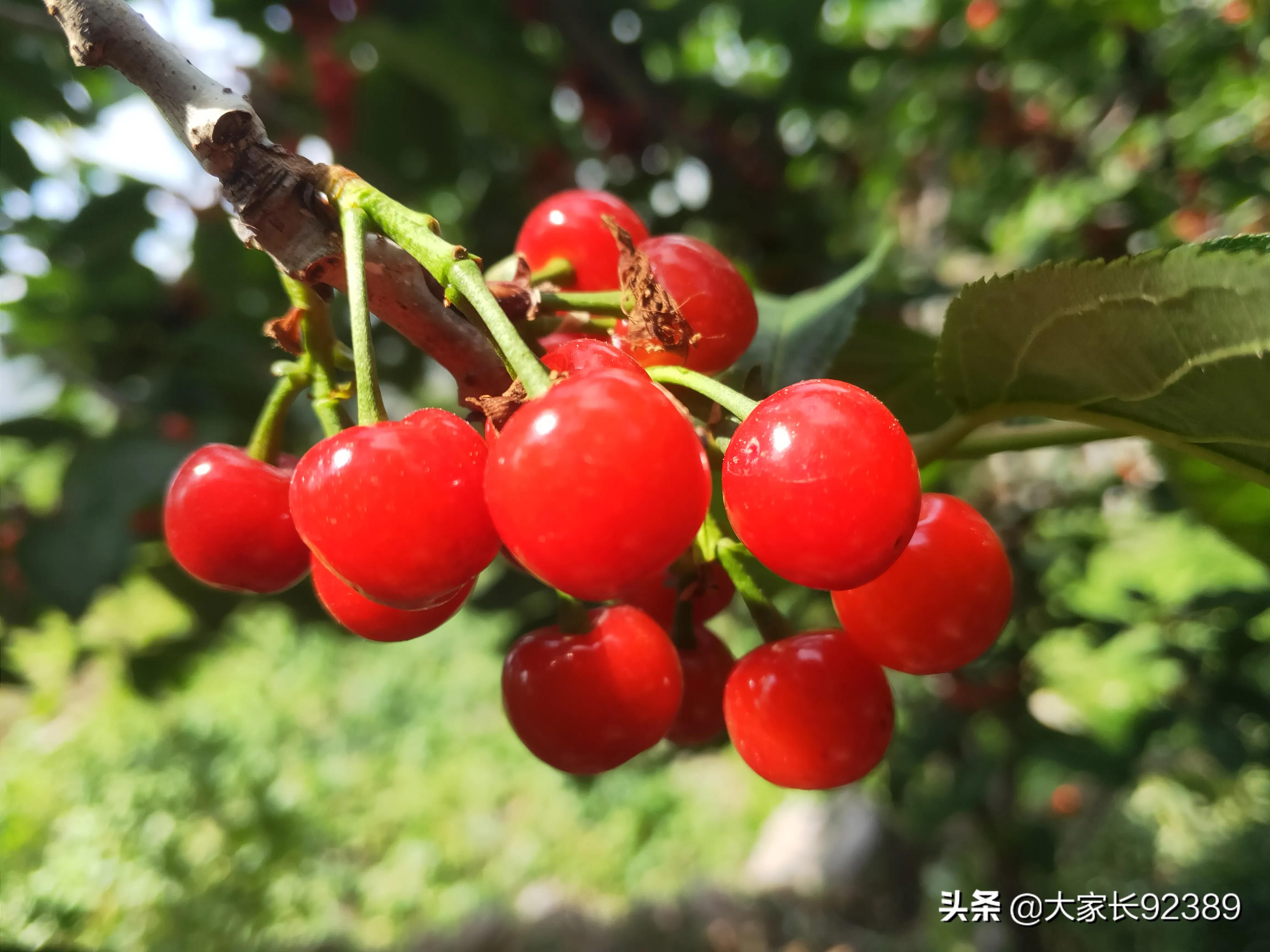 汉源土特产有哪些,汉源才有的美食