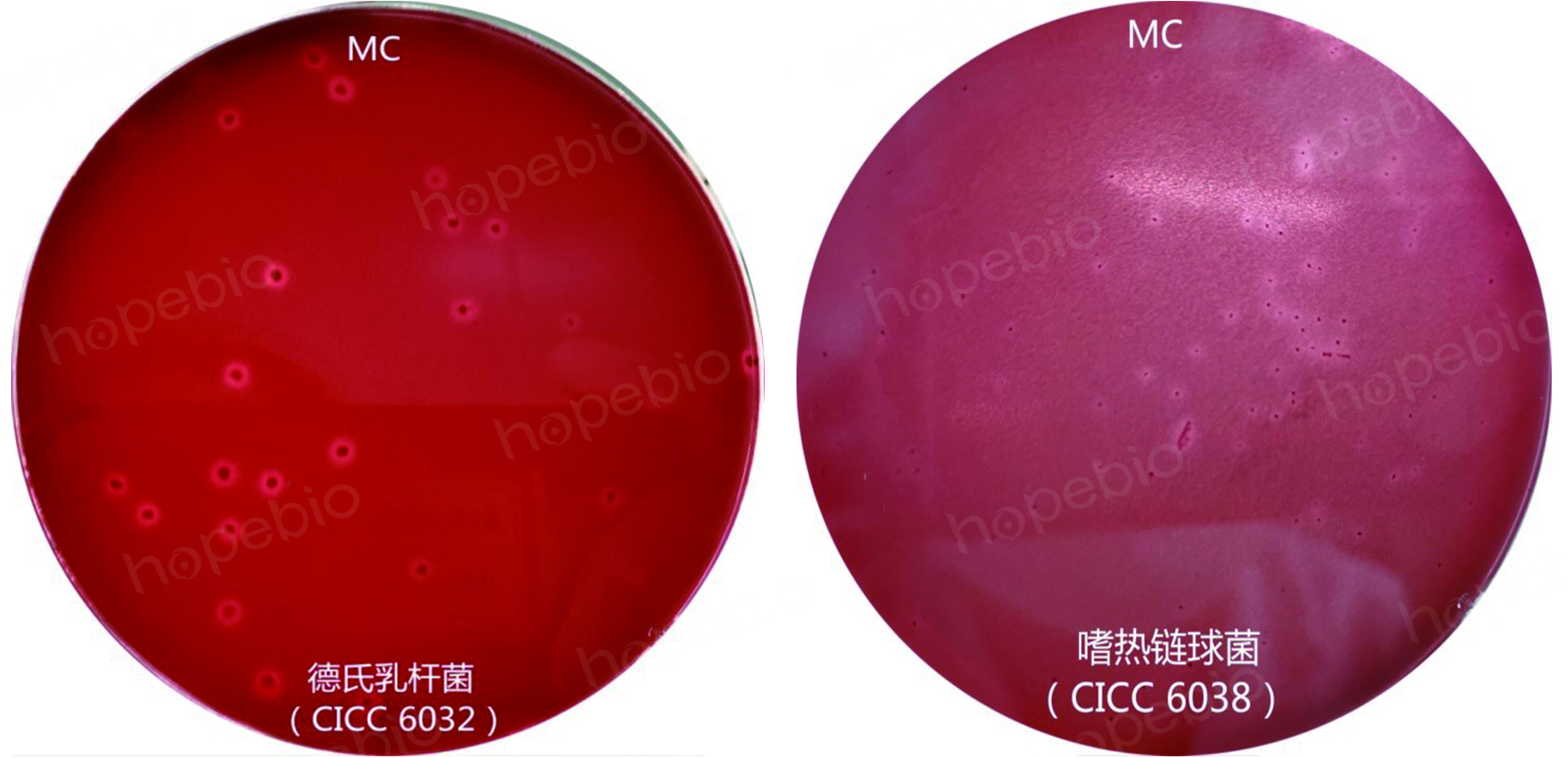 乳酸菌的检验程序和操作要点,乳酸菌检验