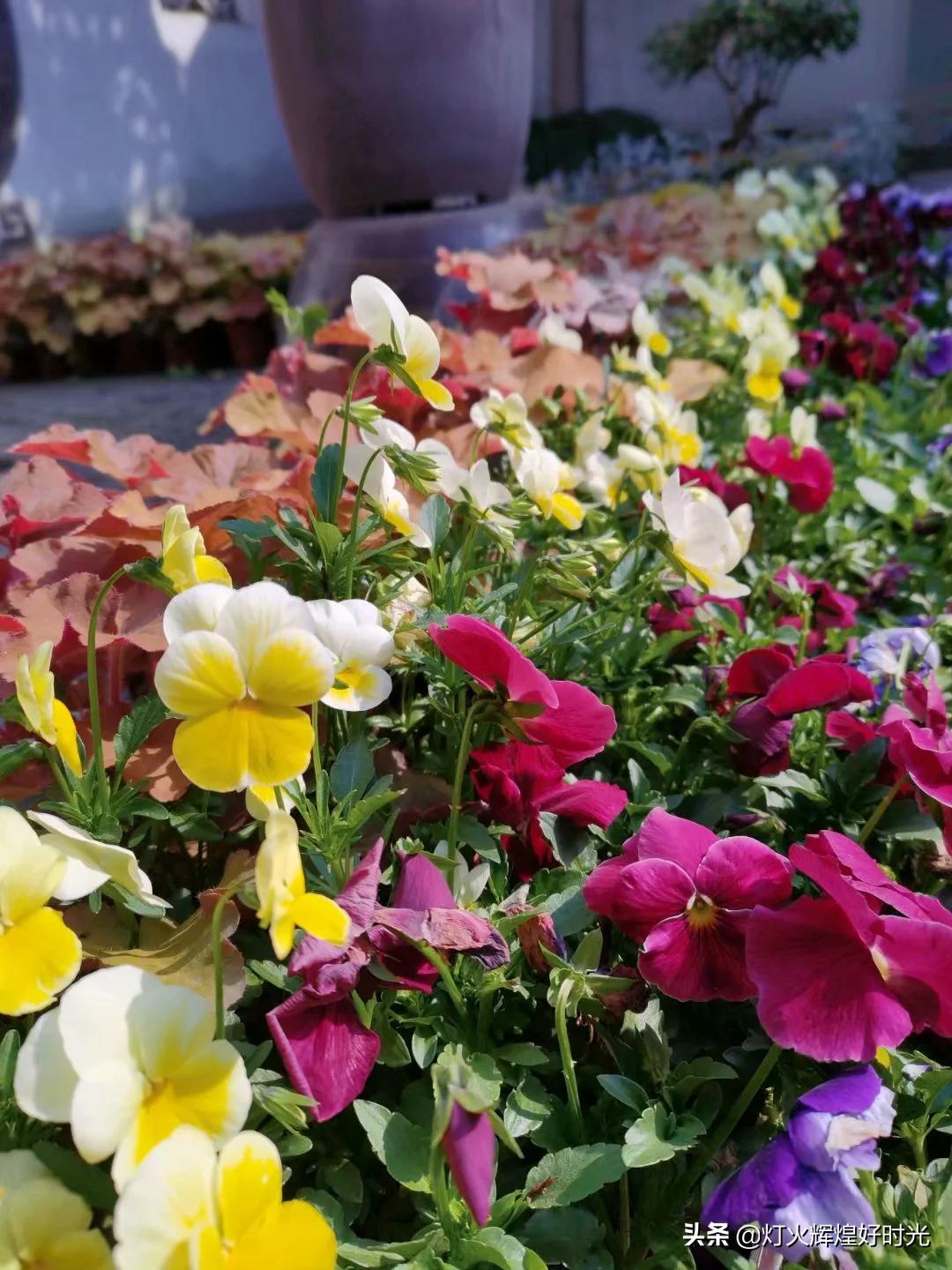 木渎古镇的园林值得一看吗,参观木渎古镇江南园林庭院