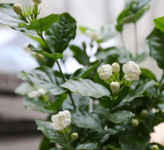 茉莉花怎样扦插容易成活,茉莉花的扦插方法图解