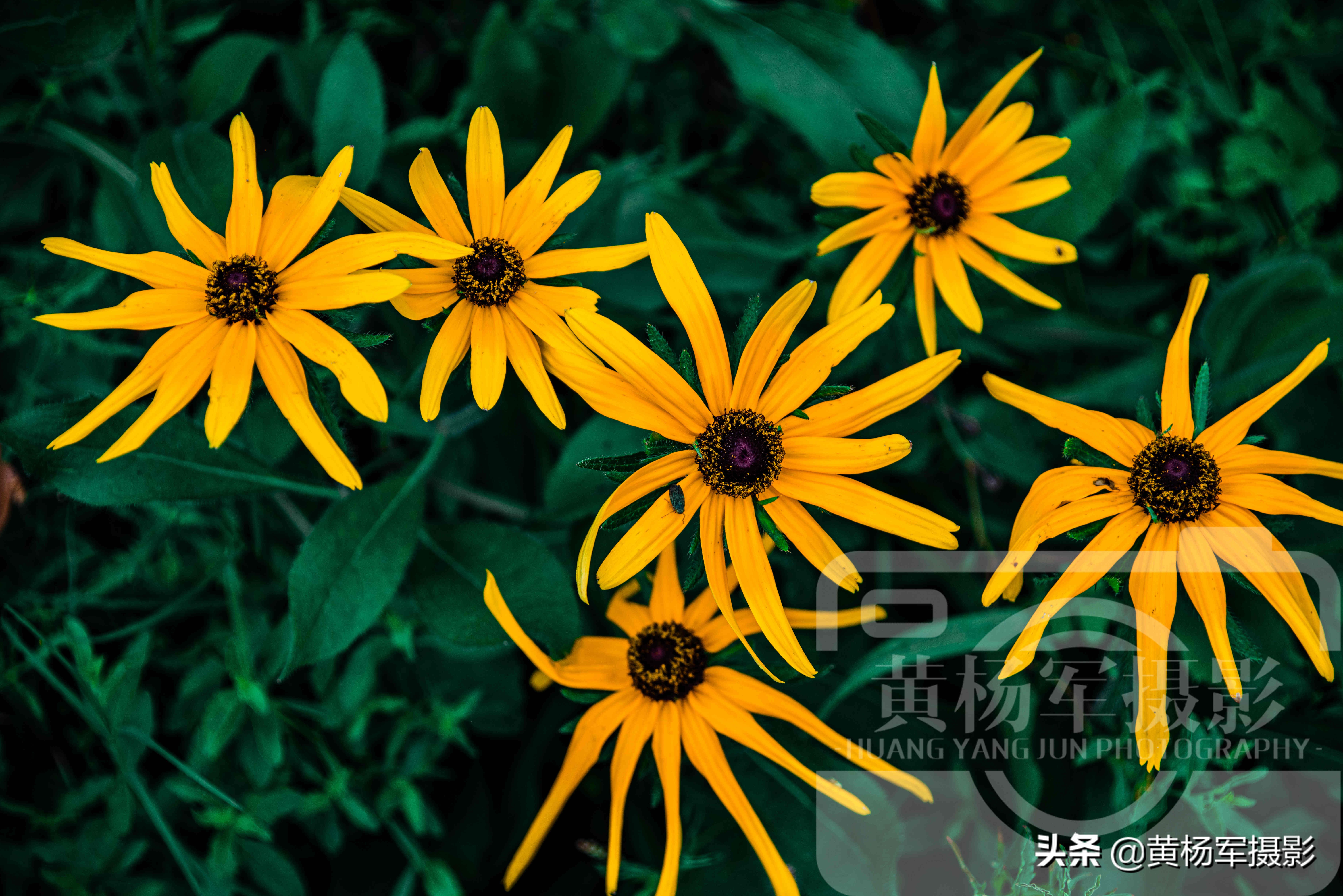 黑心金光菊和全缘金光菊的区别,宿根金光菊和黑心金光菊的区别