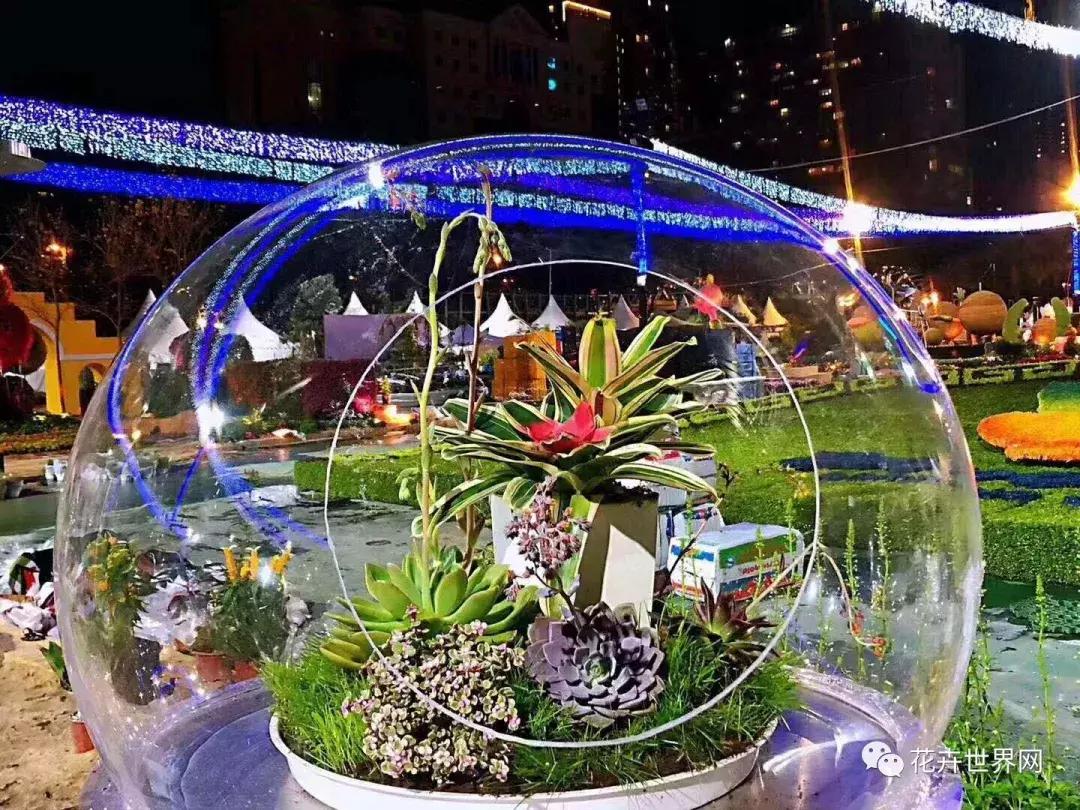 香港花卉艺术展,共赴盛会活动