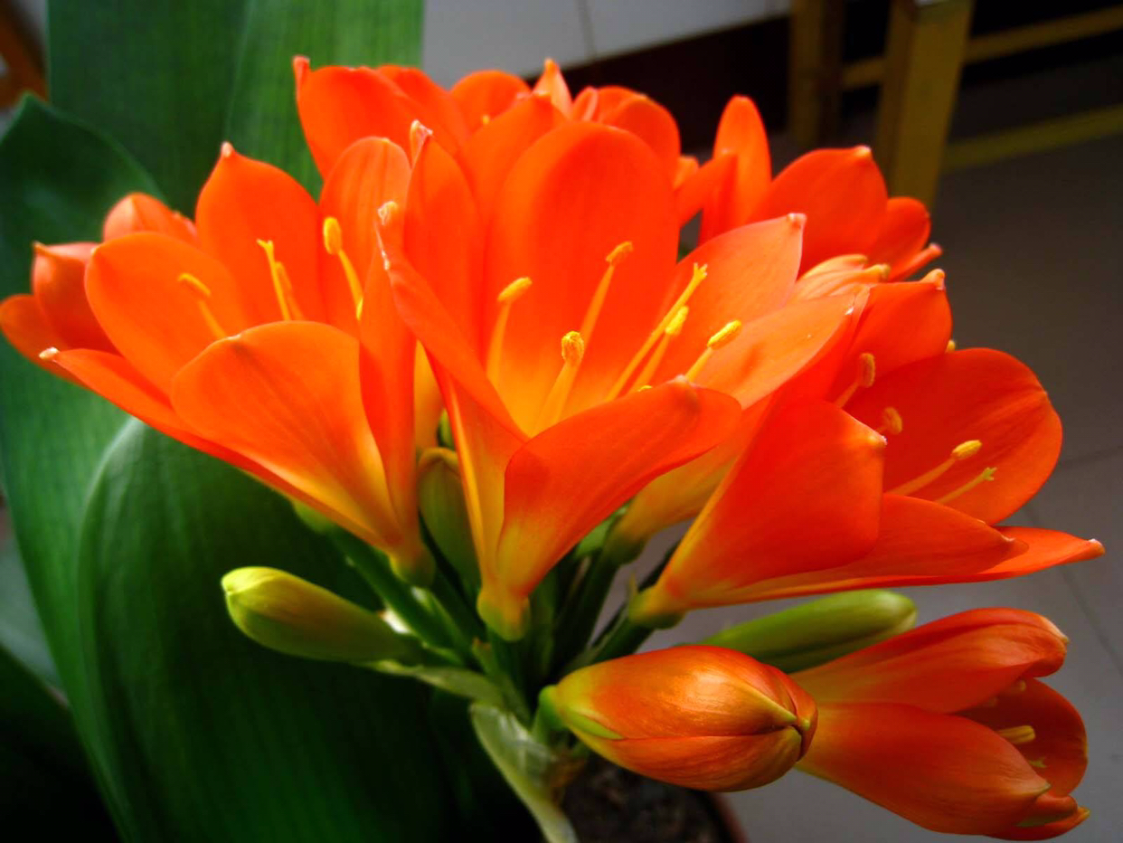 给君子兰换盆注意事项,君子兰换盆后叶片发软是什么原因