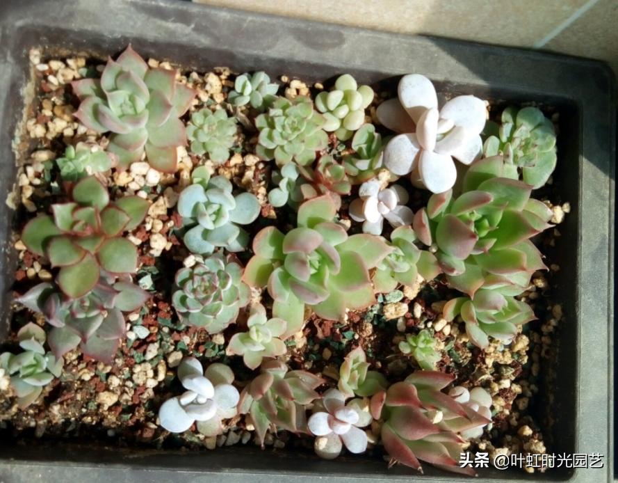 多肉长成一枝独秀,多肉繁殖一盆变两盆