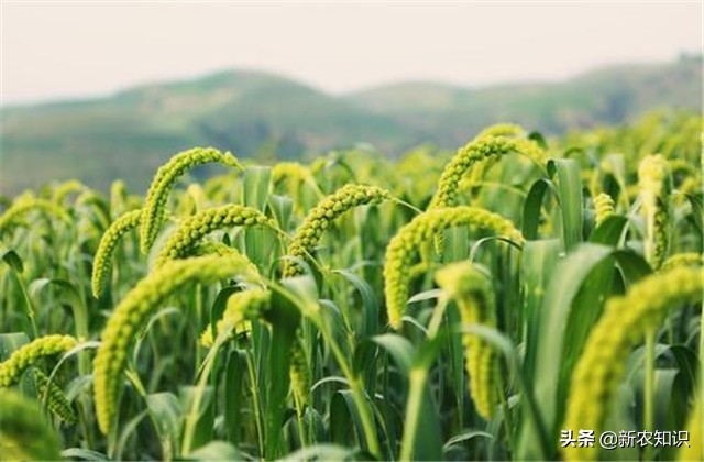 谷子种植技术要点，种植高手告诉你诀窍！建议收藏！