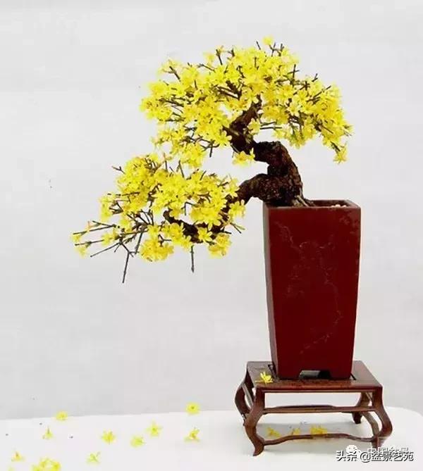 推荐36种好养的盆景植物,茶桌上养什么盆景植物