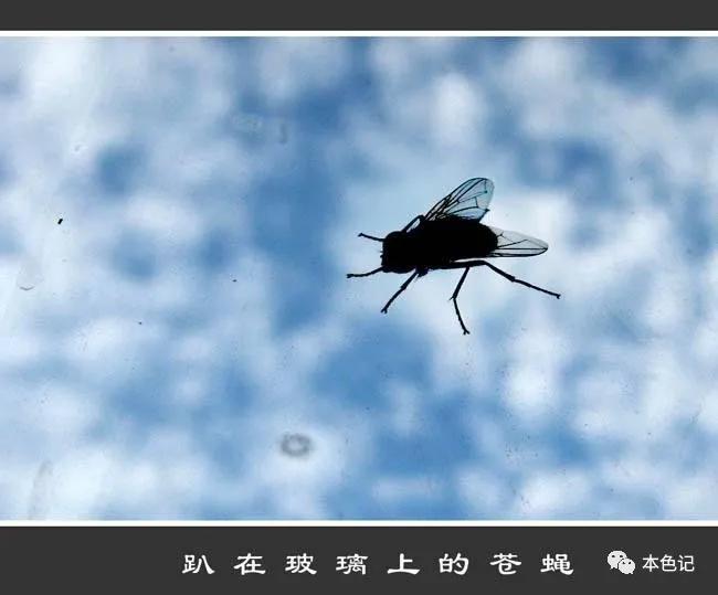 浴室里的小苍蝇,厕所里的苍蝇