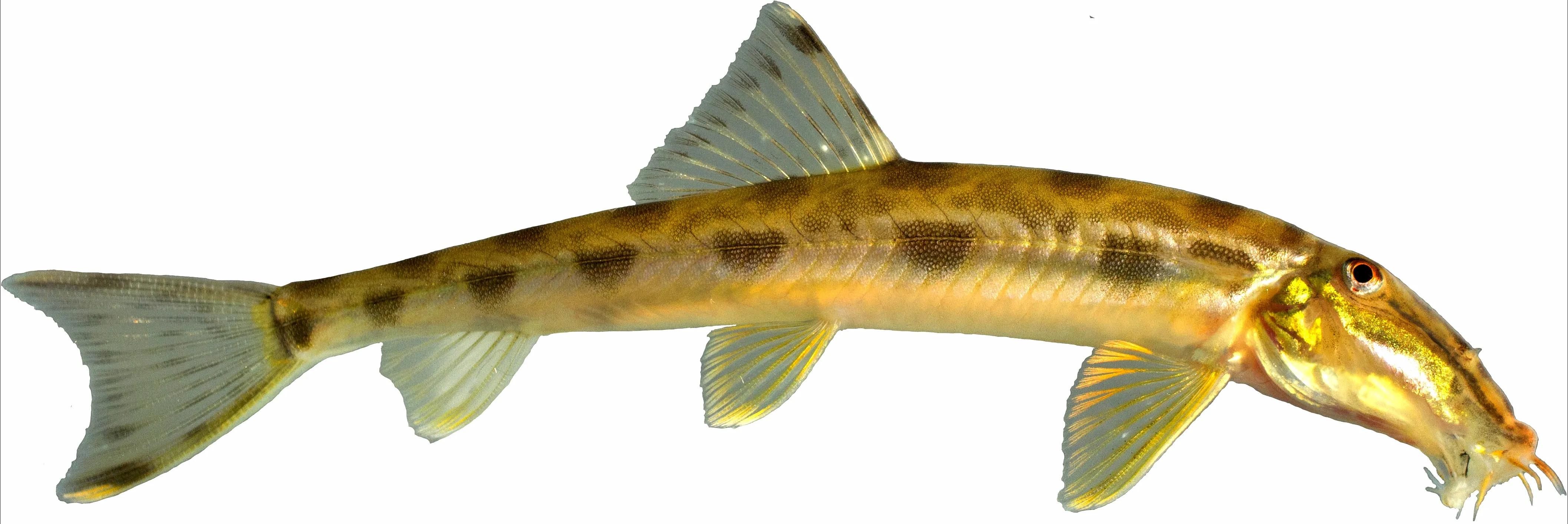 野生泥鳅品种图片大全大图,最大的泥鳅图片大全