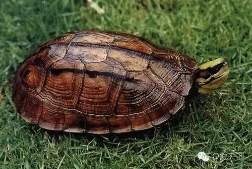 三线闭壳金钱龟的生活习性,三线闭壳龟常见病