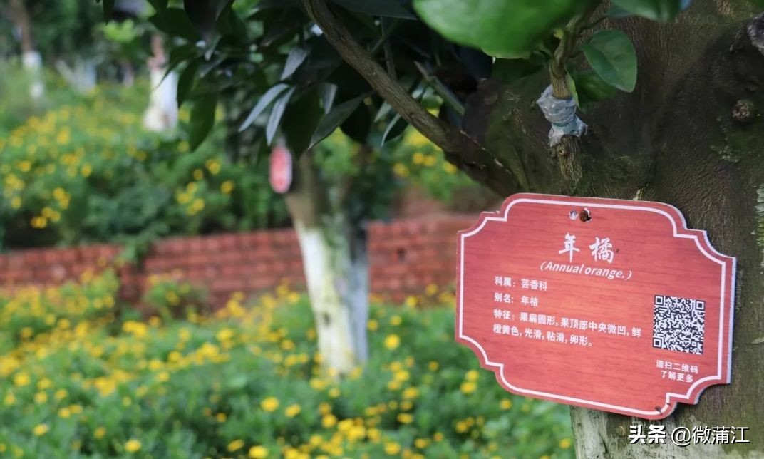 探访深山竹林倍感神清气爽,蒲江遥望雪山感受诗意栖居