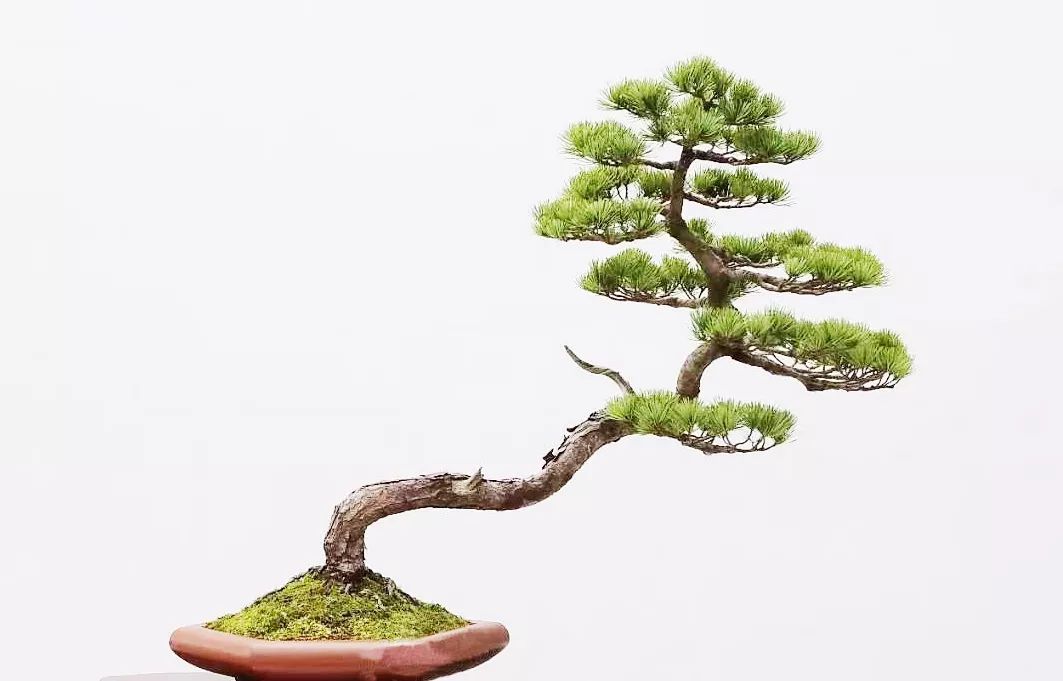 十年之前,它只是一棵黑松枝条;十年之后,作者开价十二万!