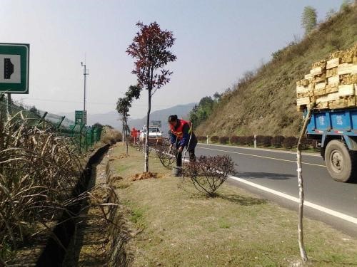 苗木施肥不当出现肥害怎么办？