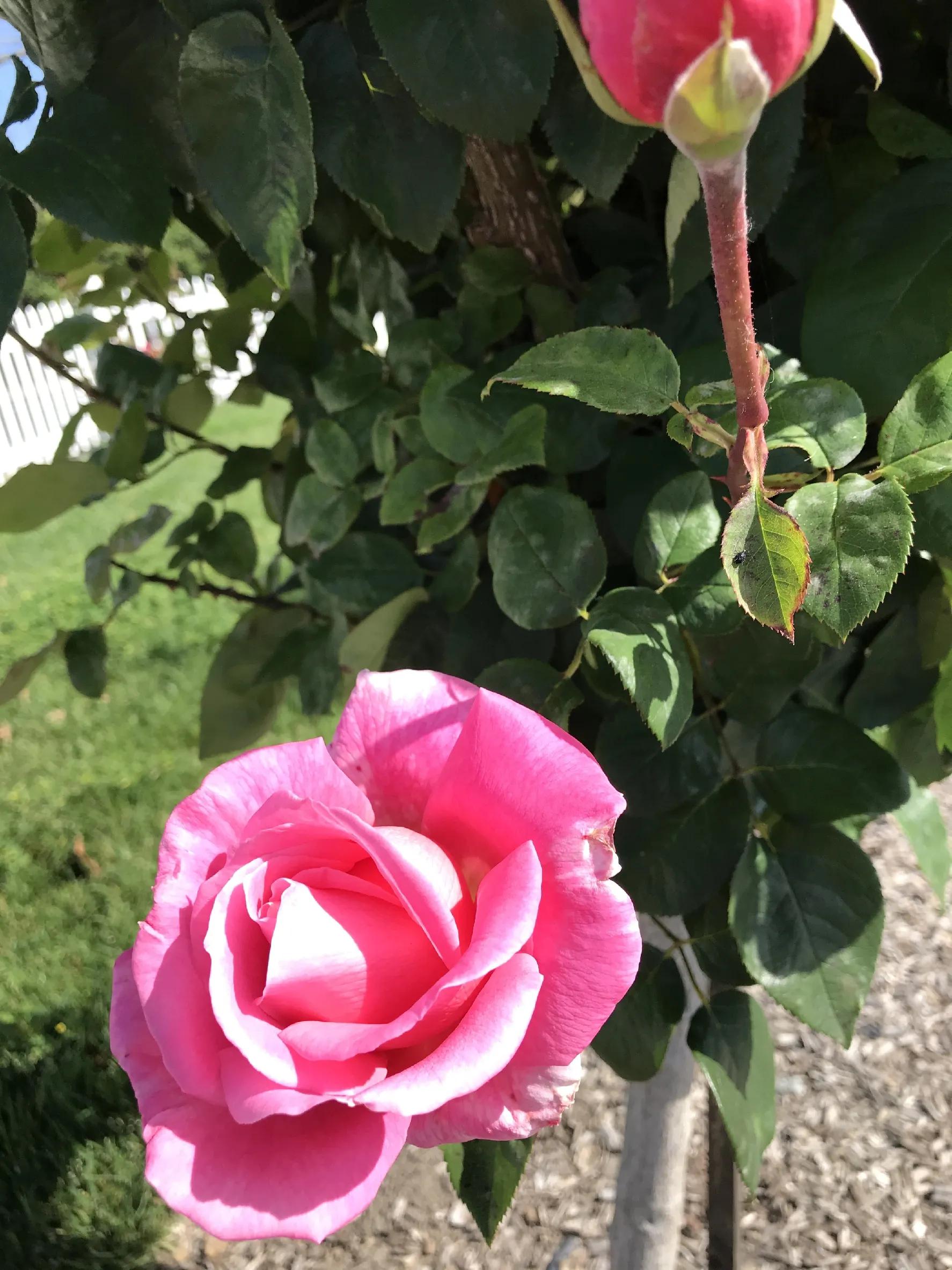 说说《桑子佳酿“喜相逢”》的人物名字