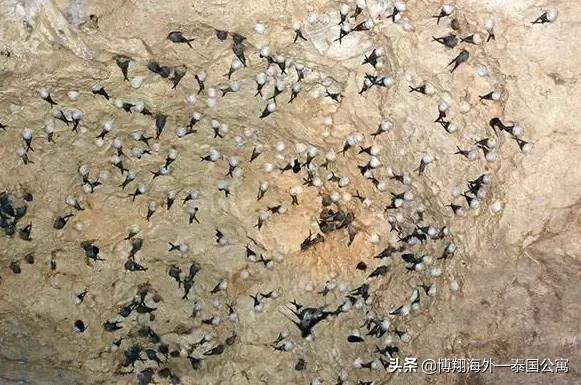 泰国燕窝和马来西亚哪个好,泰国燕窝马来燕窝外表差别