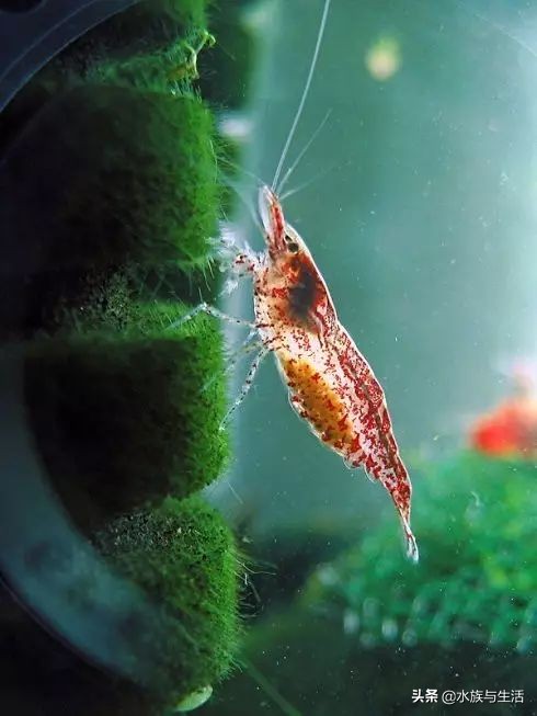 樱花虾极火虾这类观赏虾能长多大,观赏樱花虾极火虾