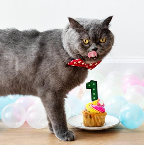 猫咪为什么不能吃甜食,猫咪禁食的食物和禁食原因