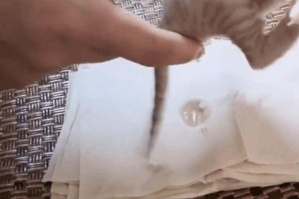 猫咪得了糖尿病，怎么办？给它喝点“糖盐水”