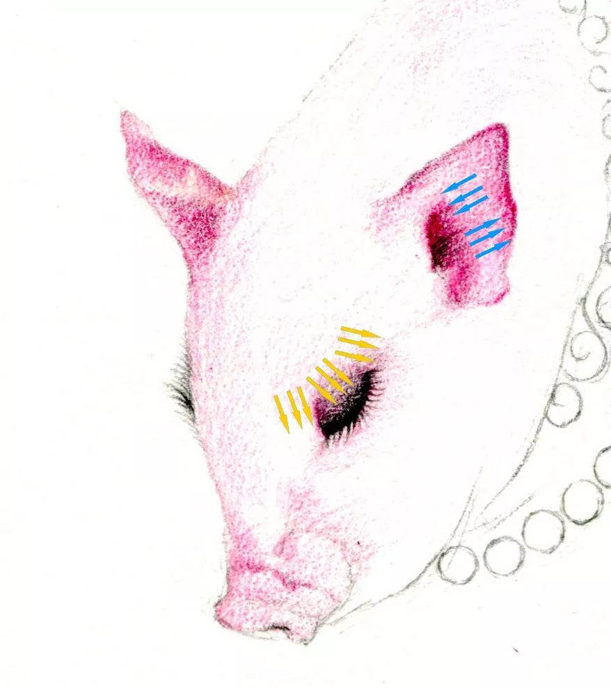 猪年画猪,猪年怎么画