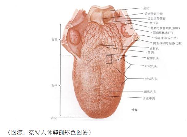 影视剧中咬舌自尽,电视剧里咬舌自尽真的可能吗