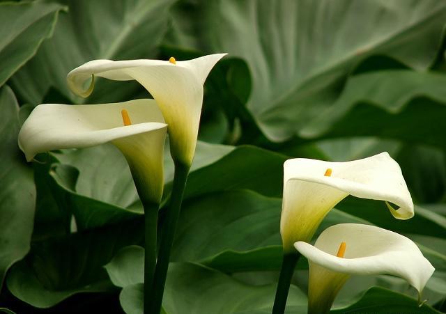 马蹄莲的养殖方法及注意事项,马蹄莲的养殖方法和注意事项详解