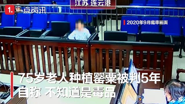 老人误种100株,七旬老人种4千多棵烟被判5年