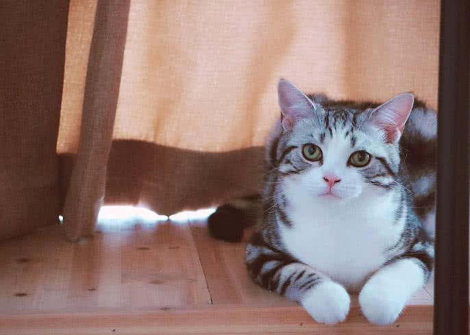 驱猫的药水,长效驱猫有什么办法