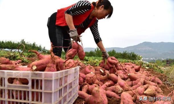 适合农村创业致富的项目有哪些,2021致富新机器