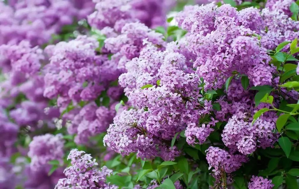 盘点世界各国国花中国国花,各国国花的图片大全