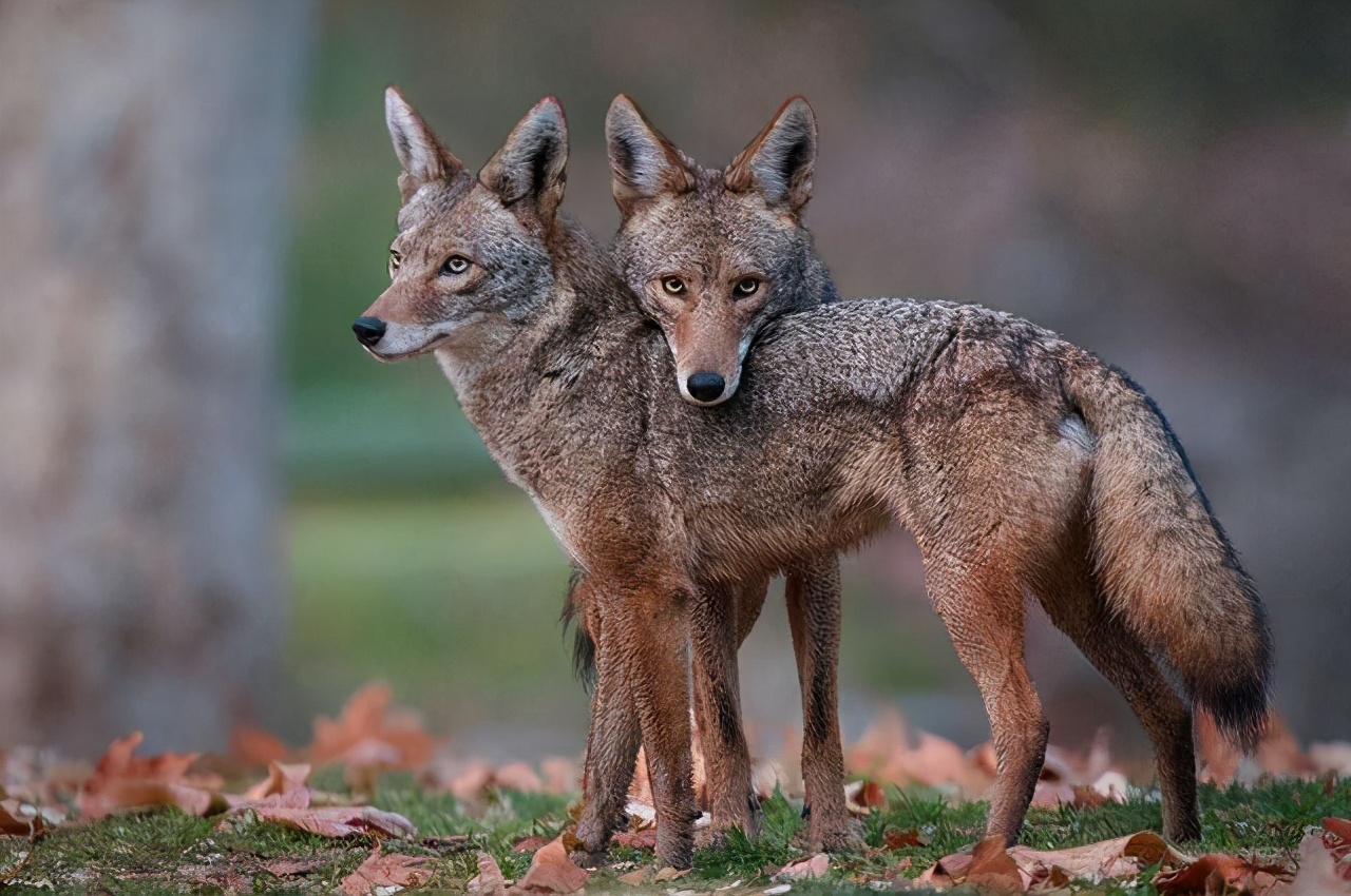 终身一夫一妻动物有哪些,终生一夫一妻的动物
