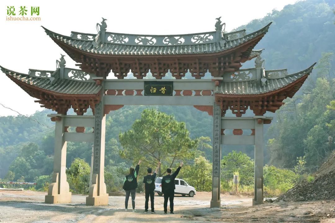 冰岛班章易武黄金叶,班章冰岛黄金叶