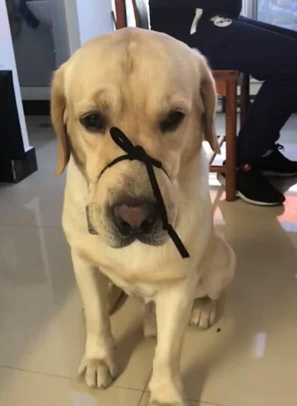 狗子半夜突然朝门外叫,半夜狗叫扰民不知道谁家狗怎么办