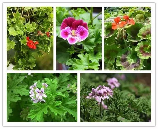 史上最全的花卉介绍，认识超过30种以上绝对是大神