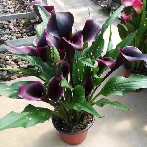 家庭阳台栽培最好的花卉,适合阳台种植的不死苗盆栽