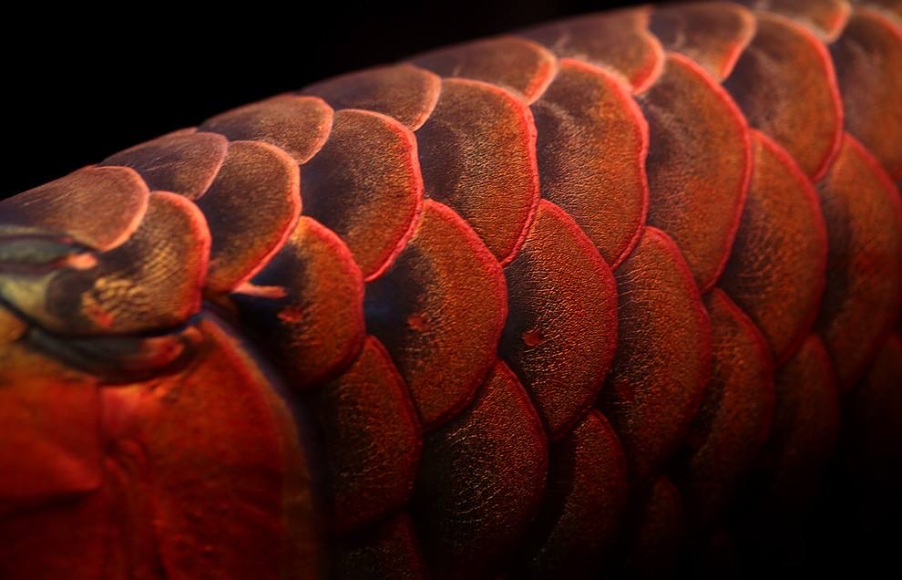 养龙鱼避坑,新手养龙鱼用什么鱼缸好