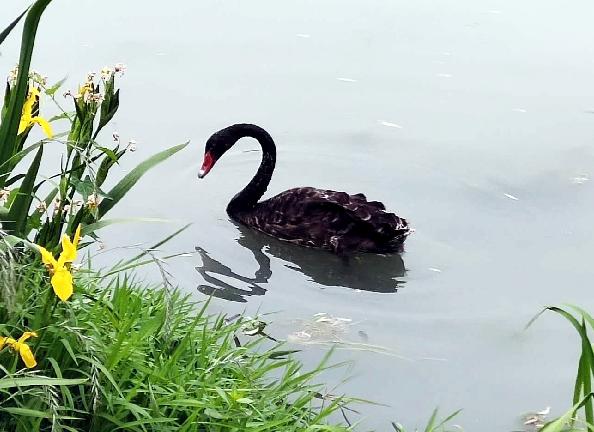 天鹅被鱼线缠住,天鹅被鱼线缠绕
