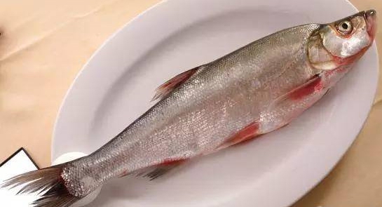 松花江名鱼排行,黑龙江和松花江的鱼