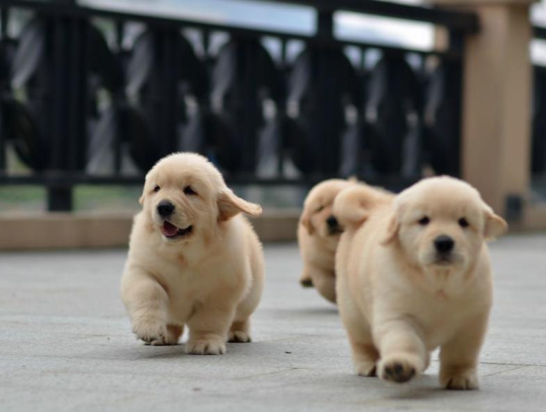 幼犬两天不排便是怎么回事,幼犬一天没排便正常吗
