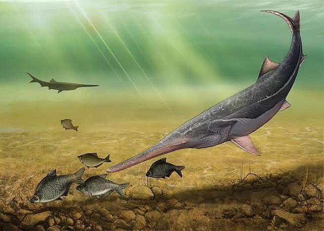 白鲟已经灭绝，中华鲟和长江鲟还好吗？