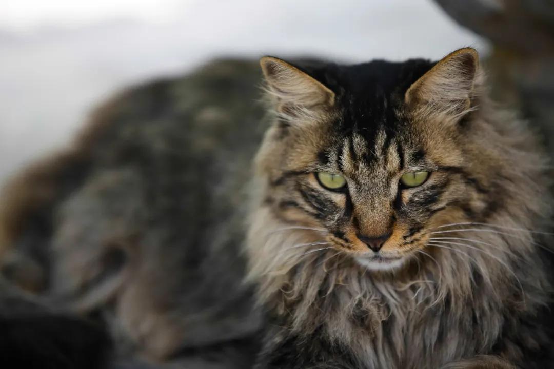 马霸霸|风度翩翩花荣荣