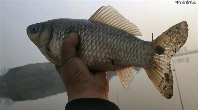 一顿操作猛如虎钓鲫鱼视频,一顿操作猛如虎一斤只剩一两