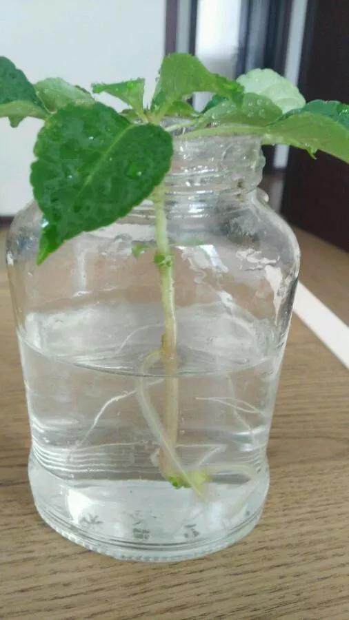 塑料瓶绑在月季上能生根吗视频,水扦插适应哪些花卉