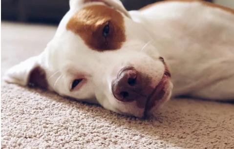 养狗的人怎么去除家里的狗味,养狗家里有异味怎么除去