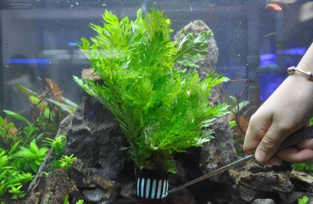 这几种草养在家里比花还漂亮,什么草当盆栽好看好养又好养