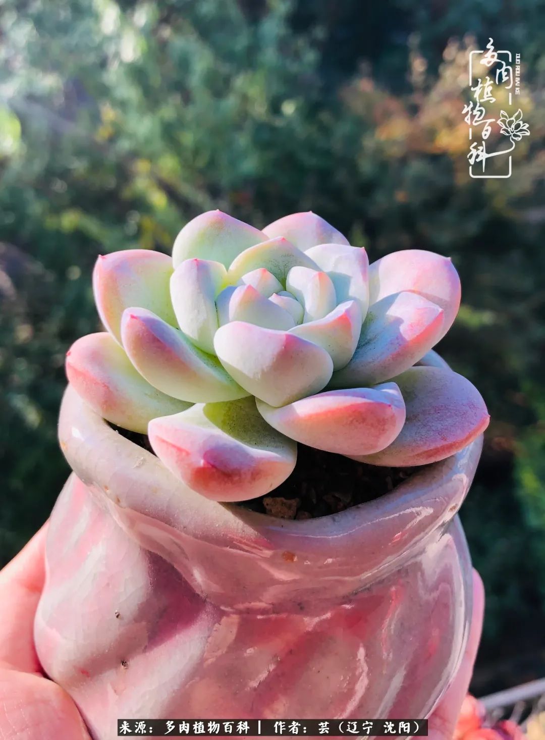 万物皆有灵性有因必有果,万物皆有灵性与生命